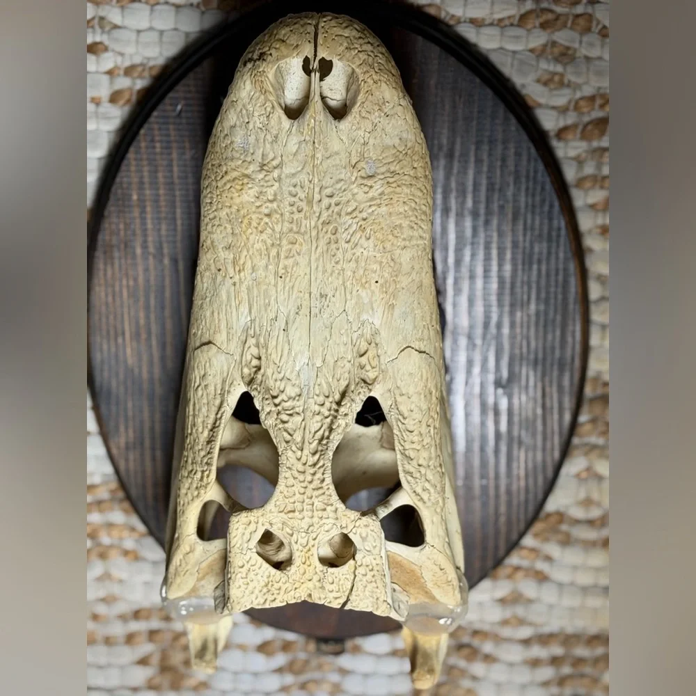 Reptile Skull Decor - Tan